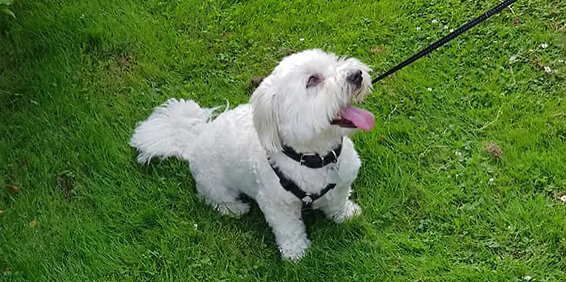 Hund, Foto, weißer Hund an der Leine 