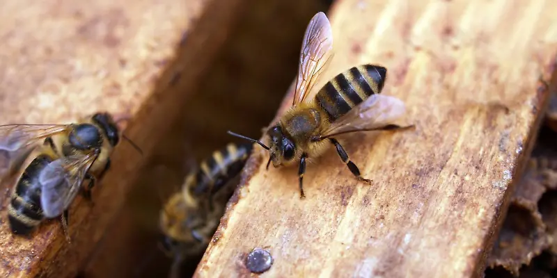 Bienen